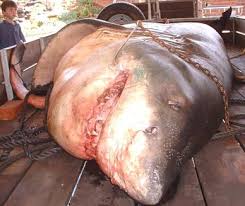 largest caught fish
