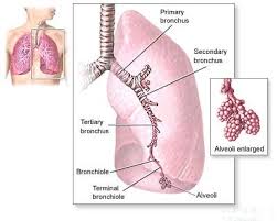 Is A Mesothelioma � Asbestos