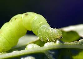 green caterpillar pictures