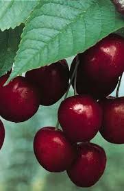 cerries