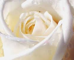 white rose pictures