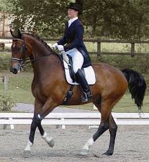 about Classical Dressage!
