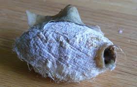 polyphemus moth cocoon
