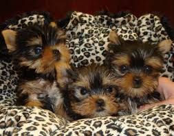 yorkies for sale