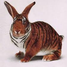 real tiger pictures
