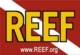 REEF
