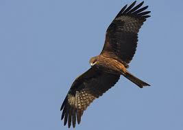 large birds of prey