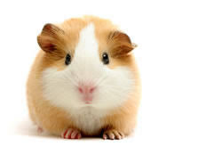 external image guineapigs.jpg