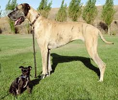 puppy great dane