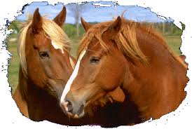 chevaux.gif