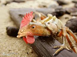chicken of the sea
