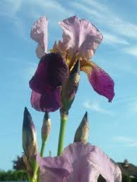 bearded iris flowers