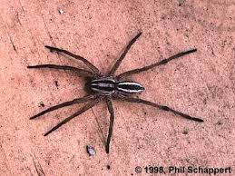 brown jumping spiders
