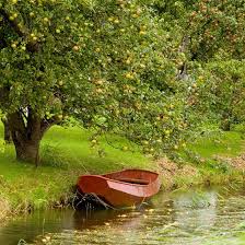 pictures apple trees