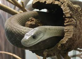 black mamba snake pictures