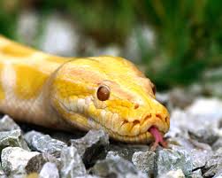 burmese python
