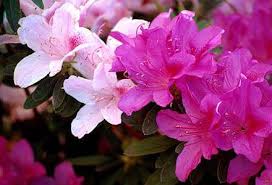 pictures azaleas