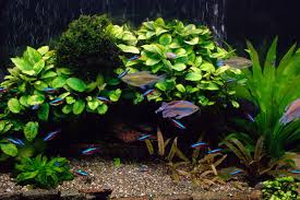 tropical fish aquarium pictures