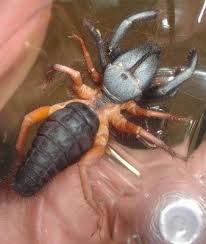 camel spiders