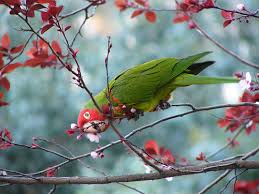 love parrots