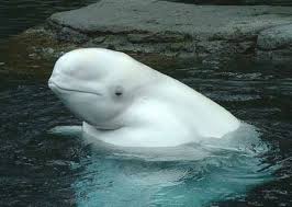 white whale