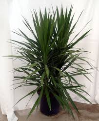 weird house plants