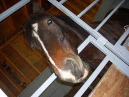 Whats New. King the draft