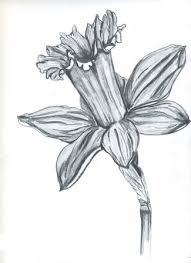 drawing flowers