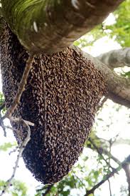 bee hive