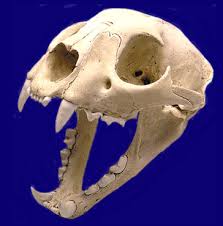 mountain lion skull
