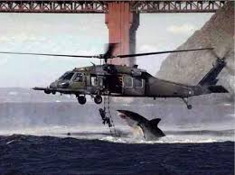 large shark pictures