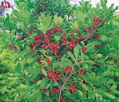 Well Fruited Miracle Berry