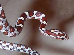 corn snake gallery