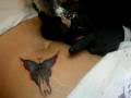 \x3cb\x3eTatuaggio Farfalle\x3c/b\x3e Centro BnB