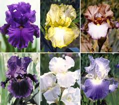 bearded iris flowers