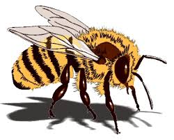 honey bees