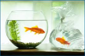 goldfish bowl pictures
