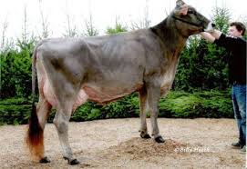 1st Sr. Yearling 2005 NYS Fair
