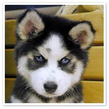 husky puppy