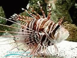 tropical fish aquarium pictures