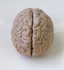 human brain