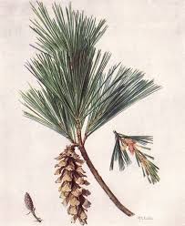 white pine pinus strobus