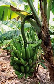 pictures banana trees