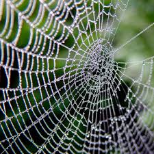 spider webs