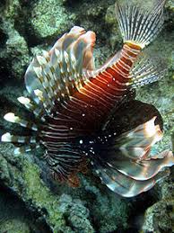 Bahamian lionfish invasion