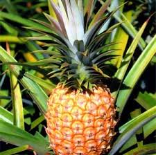 La piña