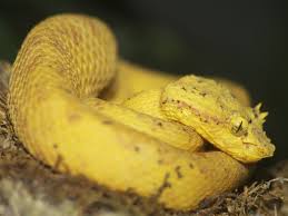 eyelash viper snake