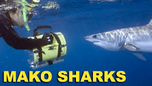 mako shark