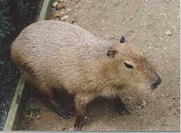 The Capybara Page