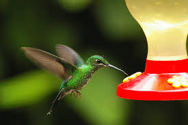 free bird wallpapers
